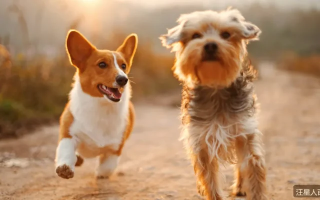狗狗随行训练：出门不再被狗拖着走