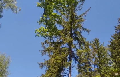 狗狗耳朵清洁频率与正确手法