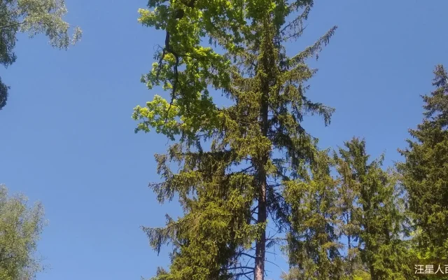 狗狗耳朵清洁频率与正确手法