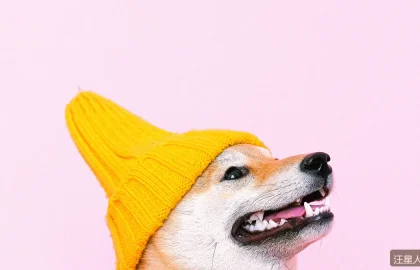 狗狗洗澡后怎么吹干？双层毛犬种的实操要点