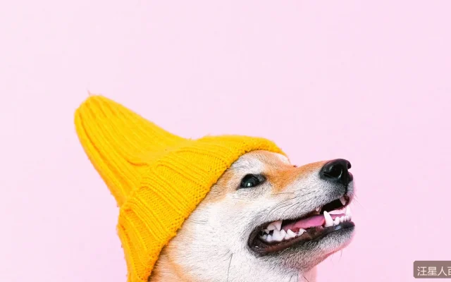 狗狗洗澡后怎么吹干？双层毛犬种的实操要点