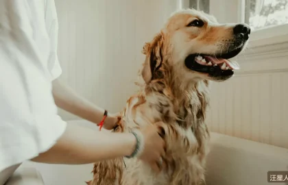 多狗家庭怎么相处？引见与资源分配