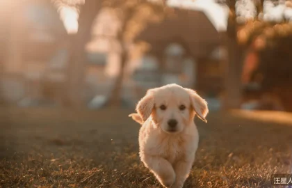 狗狗和猫能一起养吗？相处引导指南